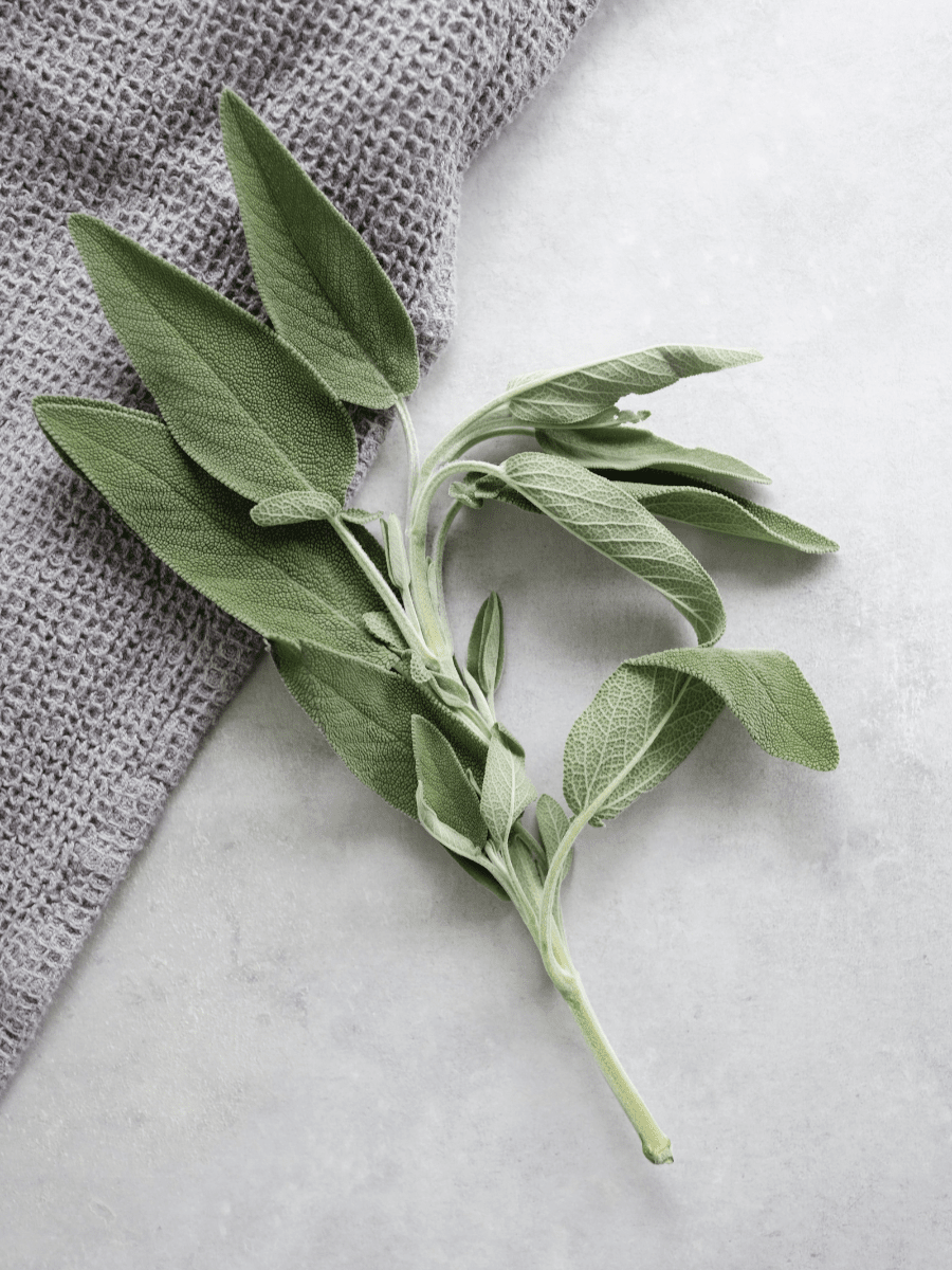 Natural Sage Leaf laying on a plain grey counter with a darker gray cloth in the top left corner.