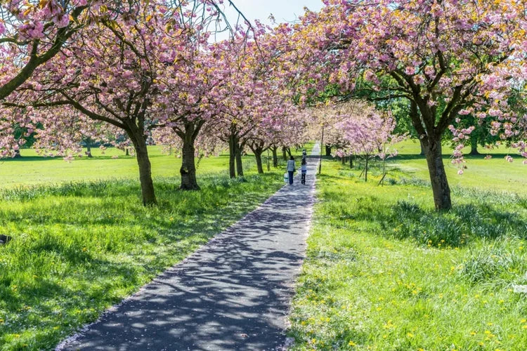 Spring blossom on the Stray in Harrogate